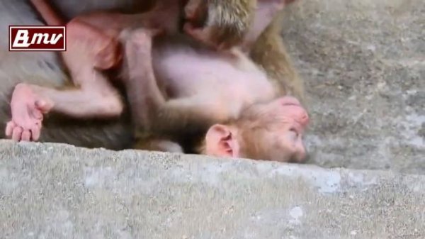 少々手荒なママと猿の赤ちゃん / monpai monyet サル 猿 悲劇 小ザル