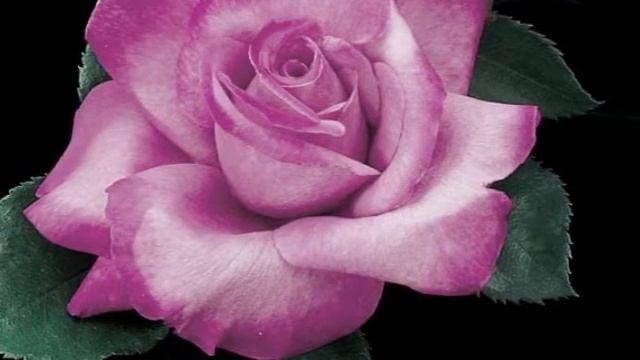 Amazing Angel Face Roses смотреть онлайн