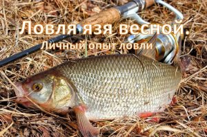 Ловля язя весной. (Личный опыт ловли)