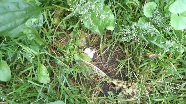 Как во дворе выращивать грибы.Шампиньоны растут во дворе. смотреть онлайн