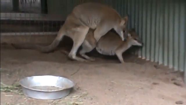Reproducing Kangaroo Mating Animals смотреть онлайн