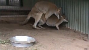 Reproducing Kangaroo Mating Animals