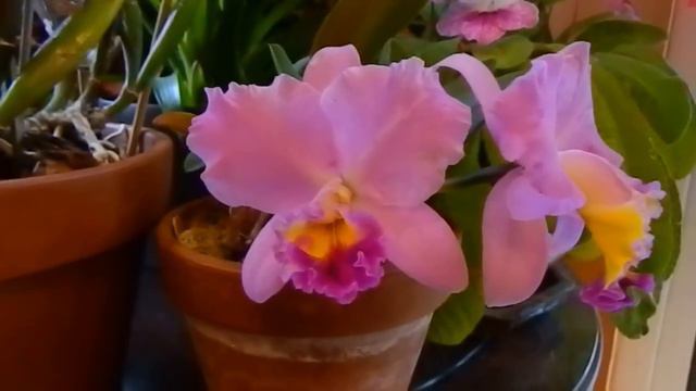 The King of Taiwan Shaming a Virused Cattleya смотреть онлайн