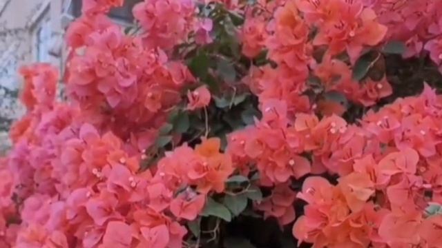 МОРЕ БЫВАЕТ РАЗНЫМ. ТУРЦИЯ 2023. смотреть онлайн