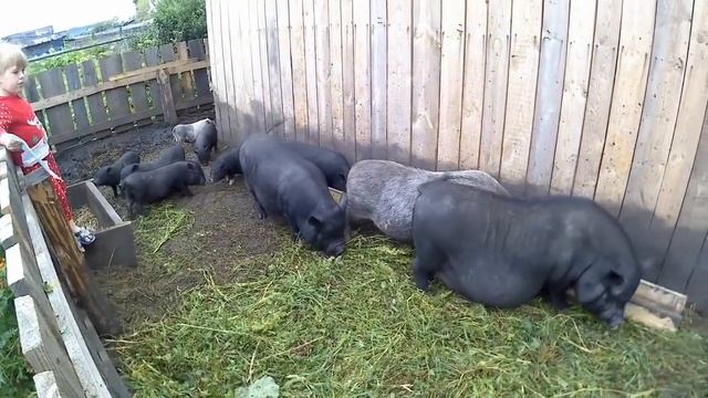 Как узнать вес свиньи / Простой способ замера веса свиньи смотреть онлайн