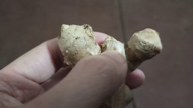 Как вырастить имбирь дома на подоконнике или грядке