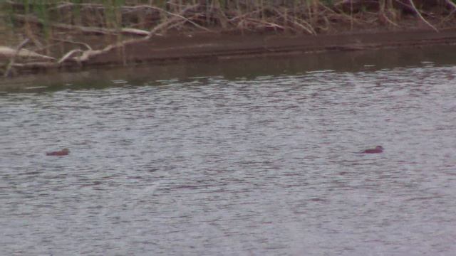 Огарь с птенцами./Ogarya with chicks. смотреть онлайн