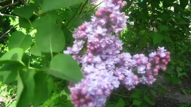 начало цветения сирени смотреть онлайн