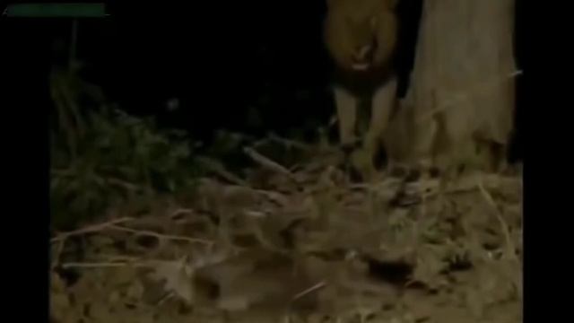 БИТВЫ ЖИВОТНЫХ На ВЫЖИВАНИЯ.ЛЕВ ПРОТИВ ГИЕН смотреть онлайн