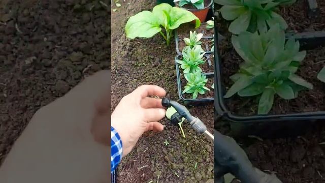 О ТАКОЙ ЧУДО ЛЕЙКЕ ВЫ ДАЖЕ НЕ ДОГАДЫВАЛИСЬ, А ВЕДЬ ОНА У ВАС ЕСТЬ. #сад #дача #огород #садиогород смотреть онлайн