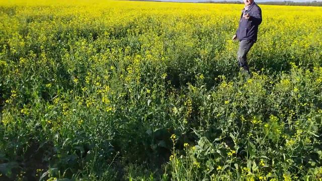 ТРАВНЕВІ ТУРБОТИ ХЛІБОРОБІВ. Агровесна 2020. смотреть онлайн