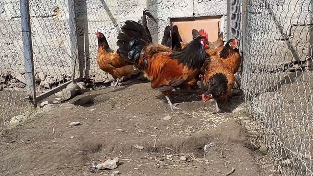 Куры породы немецкий Форверк содержание chicken egg хороз смотреть онлайн