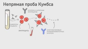 Непрямая проба Кумбса.