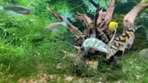 ВСЕ О СОМАХ В НАШИХ АКВАРИУМАХ l АНЦИСТРУС, ОТОЦИНКЛЮС, БОЦИЯ, СОМ-КУКУШКА, КОРИДОРАС, СИНОДОНТИС