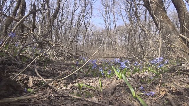 ВЕСНА 2021 #Весна#Ставрополь