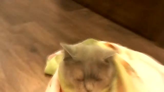 Мурчащий кот смотреть онлайн