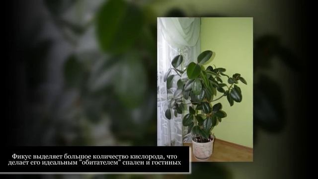 ТОП-10 ПОЛЕЗНЫХ ДЛЯ ЗДОРОВЬЯ комнатных растений смотреть онлайн