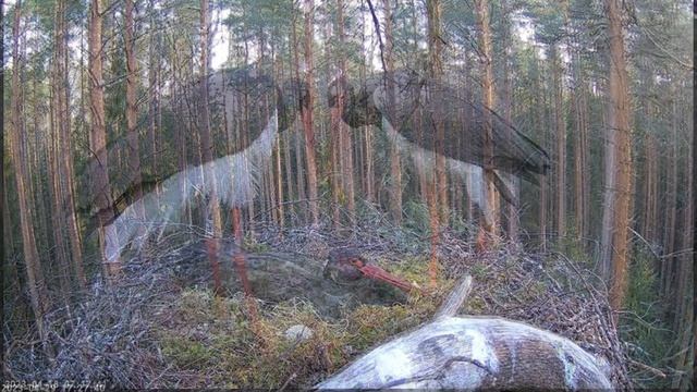Чёрный аист Карл ll ? смотреть онлайн