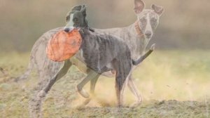 Собака Уиппет плюсы и минусы породы | Собаководство | Порода Уиппет