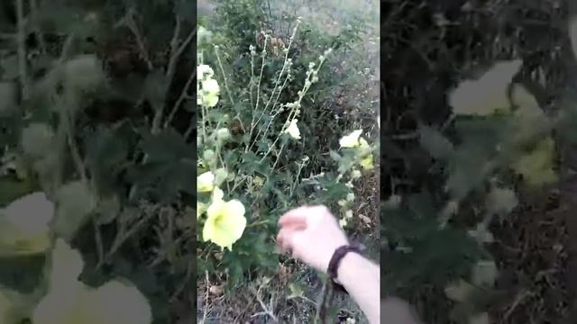 Сонник Мальва во снах.mp4 смотреть онлайн