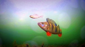 Это Первый лед! Раздача Окуня! Подводная съемка