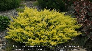 Можжевельник китайский Олд Голд: описание, посадка и уход