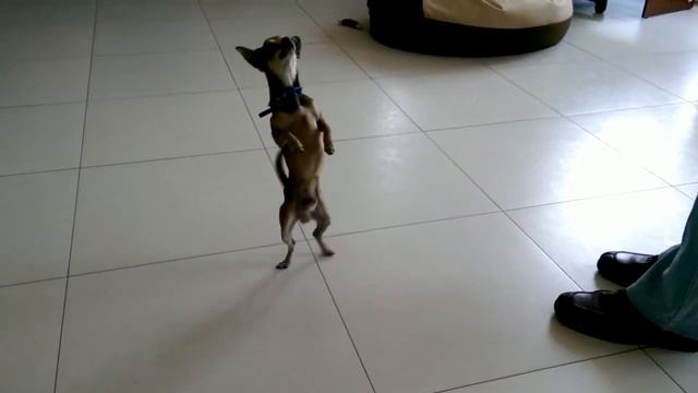 Чихуахуа читает рэп смотреть онлайн