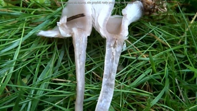 Gąsówka brudnofioletowa (Lepista sordida) смотреть онлайн