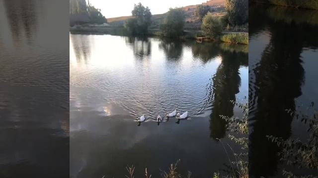 Крым  Павловка