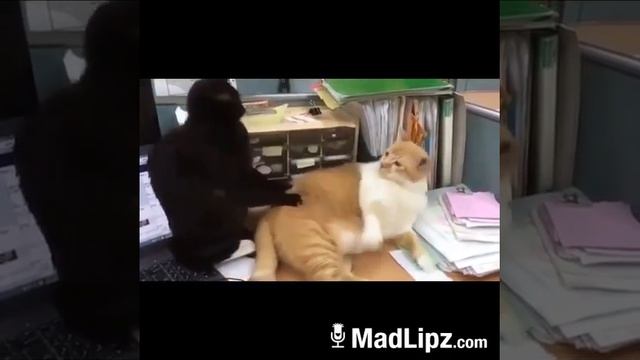Madlips kucing minta jatah versi sasak смотреть онлайн