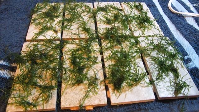 DIY Moss Carpet Aquarium - Java Moss смотреть онлайн