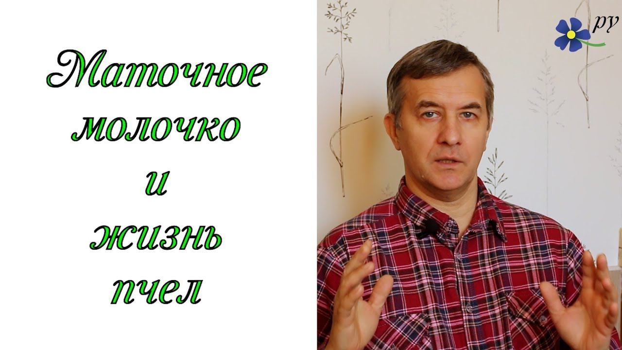 Маточное молочко и продолжительность жизни пчел смотреть онлайн