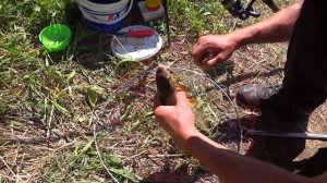 Супер Клёв Сырти в Июне на Реке Луга. Лучшая Рыбалка за Сезон.