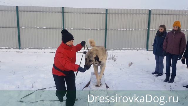 Курсы кинологов - Зима 2016 (Часть-2)