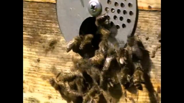 Правильная ловушка для пчел смотреть онлайн