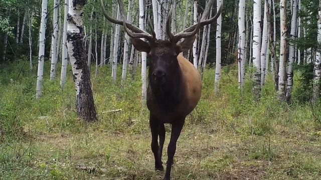 #KeepitWild! - I-80 Wildlife Overpass смотреть онлайн