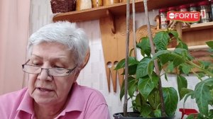 Замачивание семян для рассады в БИОстимуляторе Bona Forte