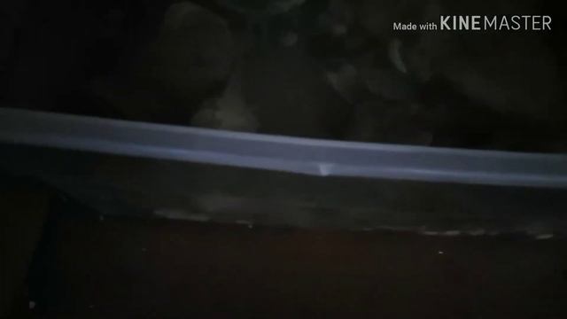 Уборка у рыбки