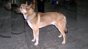 Восточно сибирская лайка. Плюсы и минусы, Цена, Как выбрать, Факты, Уход, История