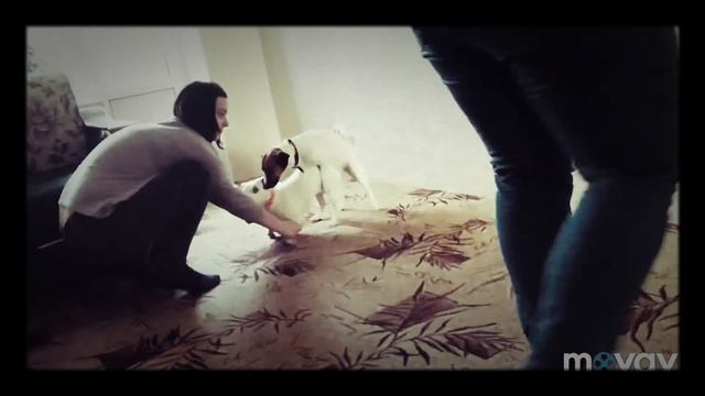 Джек Рассел, случка смотреть онлайн