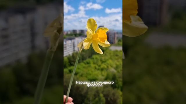 Нарциссы из холодного фарфора смотреть онлайн