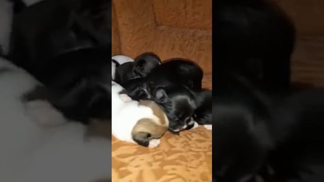 Щенки чихуахуа длинношёрстные и гладкошёрстные смотреть онлайн