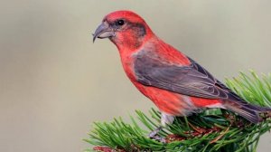 Пение птиц - Клест-еловик