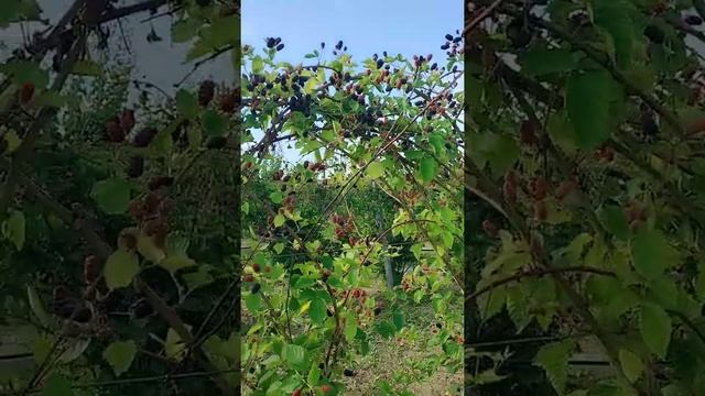 Ожина. Збір ягід 30 липня смотреть онлайн