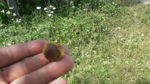 Ранний абрикос сеянец. Абрикос из косточки - плодоношение