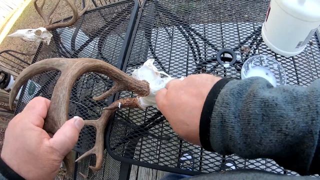 Изготовление трофейного черепа оленя (косули) своими руками , от А до Я. Часть 2. Отбеливание череп