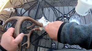 Изготовление трофейного черепа оленя (косули) своими руками , от А до Я. Часть 2. Отбеливание череп