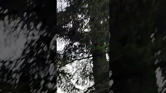 ИЗУЧАЕМ ДЕРЕВЬЯ В ЛЕСУ. СОСНА, ЕЛЬ, ДУБ, БЕРЕЗА смотреть онлайн