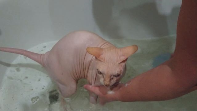 Помыли сфинкса, сноушу офигел. смотреть онлайн