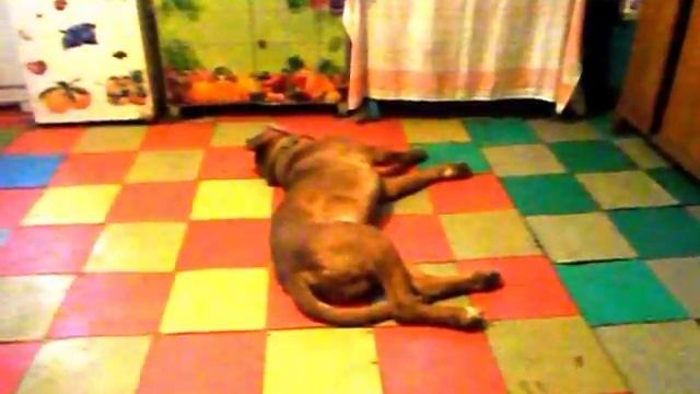 Какую собаку завести в квартиру характер Бордоского дога и чем его кормить собака для всей семьи смотреть онлайн